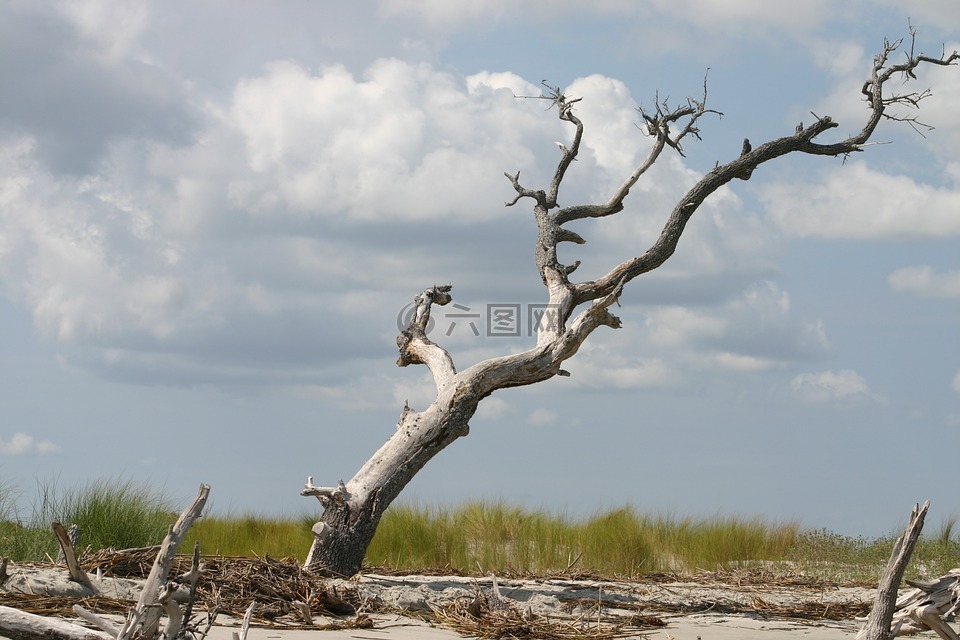 海滩,枯树,海岸