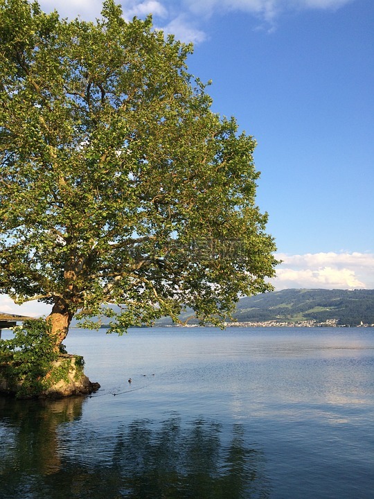 苏黎世,湖,树