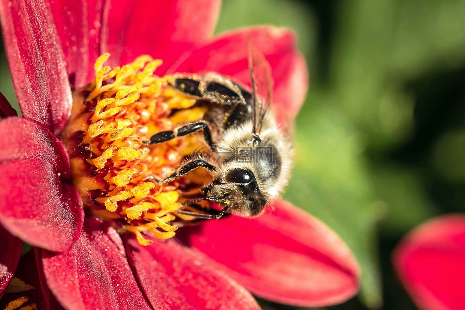 hoverfly,粪蝇,昆虫