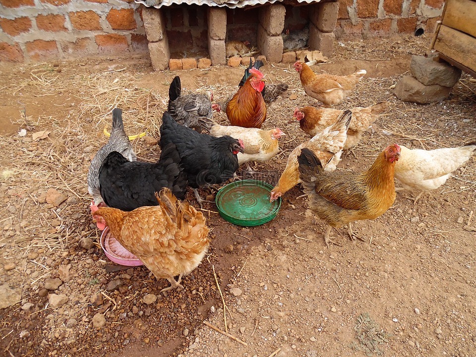 家禽饲养业,非洲,莫西