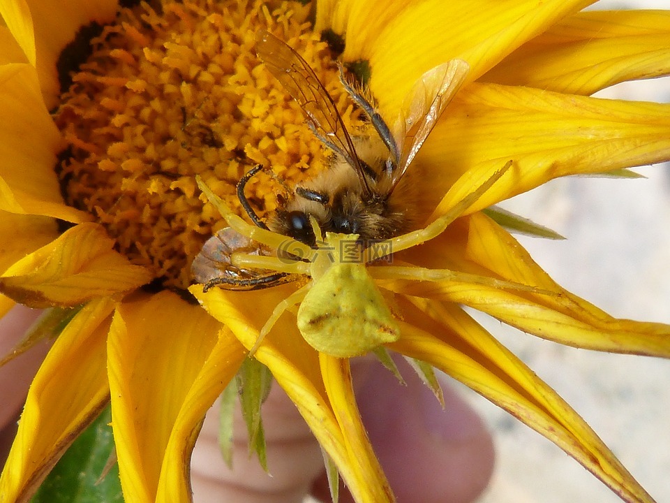 蜘蛛吞食一只蜜蜂,黄色的蜘蛛,捕食者