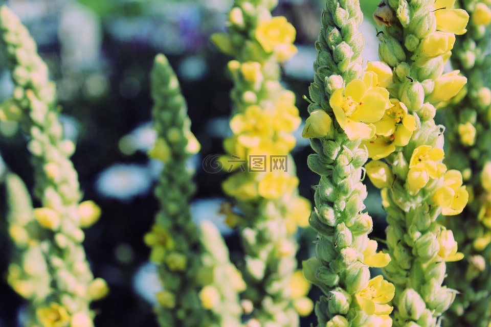 mulleins,verbascum,性质