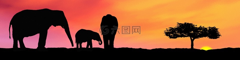 大象,树干,非洲