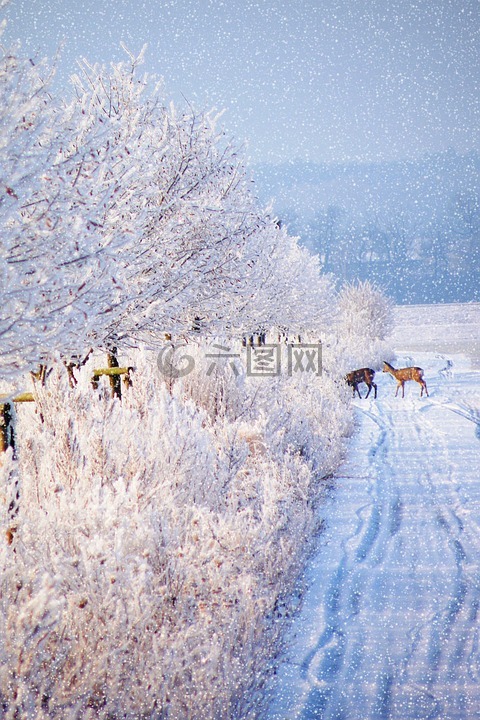 冬天的印象,寒冬,雪高清圖庫素材免費下載(圖片編號:6937242)-六圖網