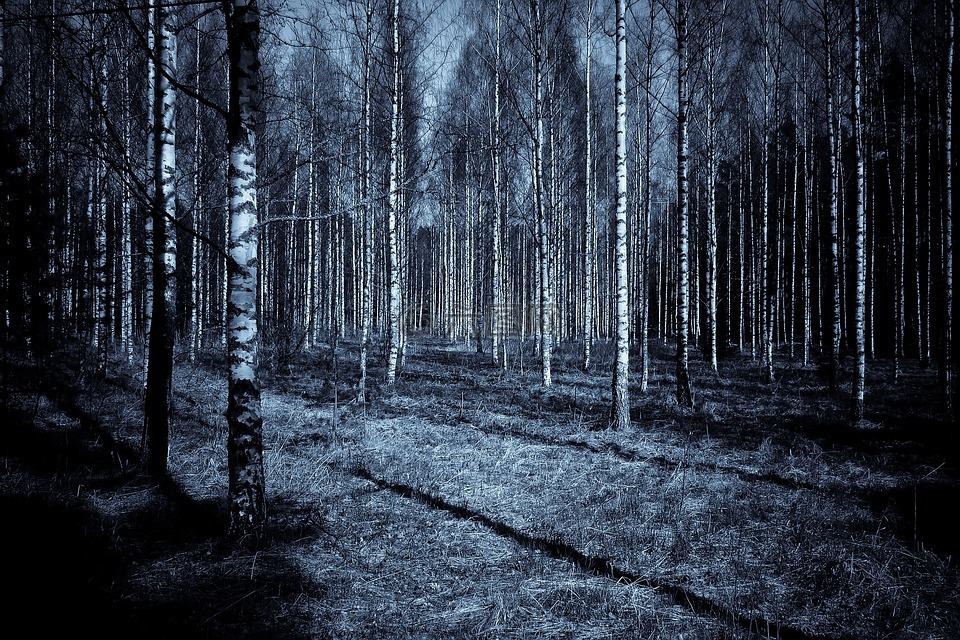 森林,夜,黑暗