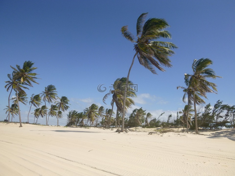 椰子树,风,沙