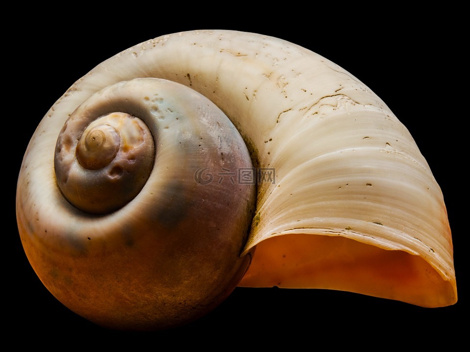 壳,蜗牛壳,蜗牛