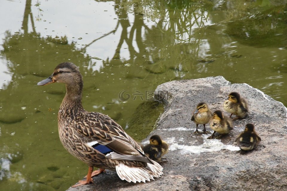 鸭,家庭,大自然