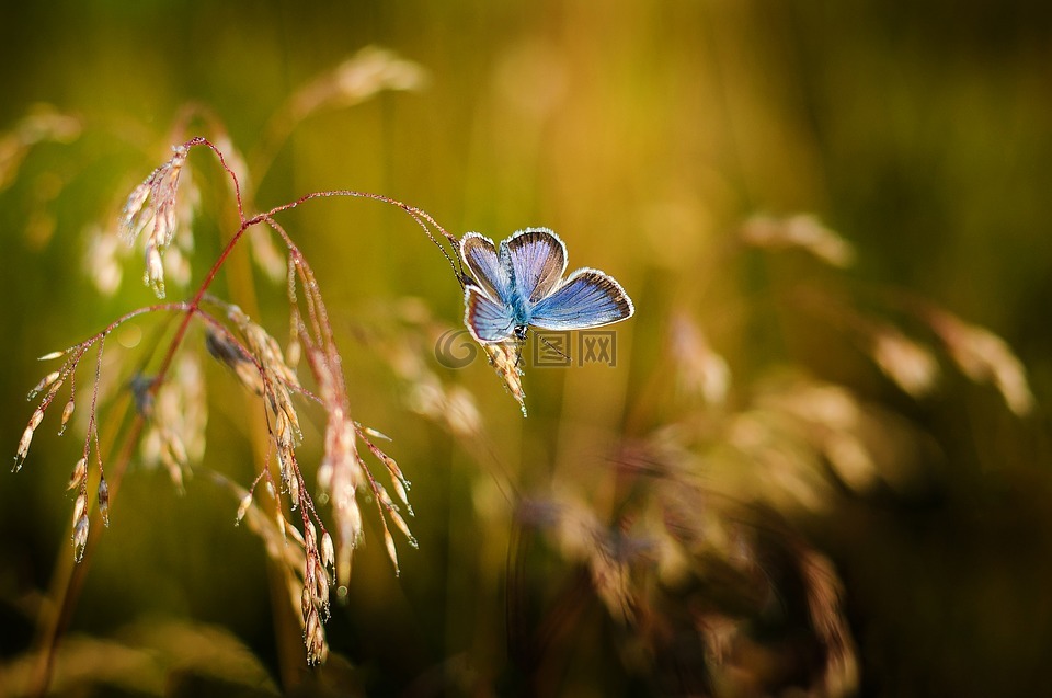 蝴蝶,昆虫,蓝色的翅膀