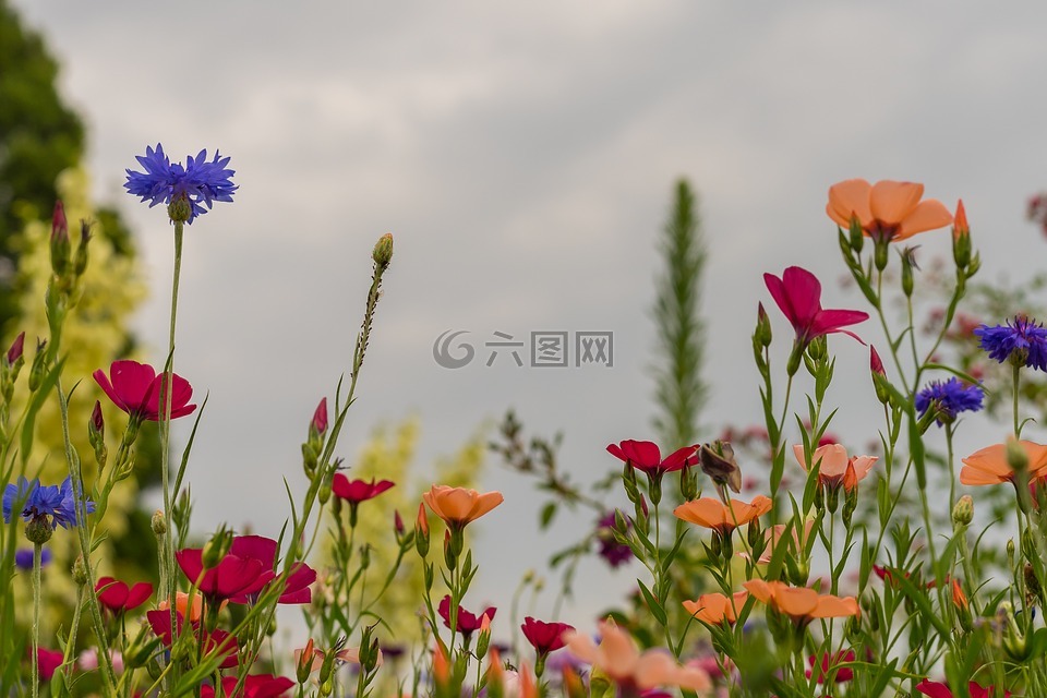 夏天草地,鲜花,背景