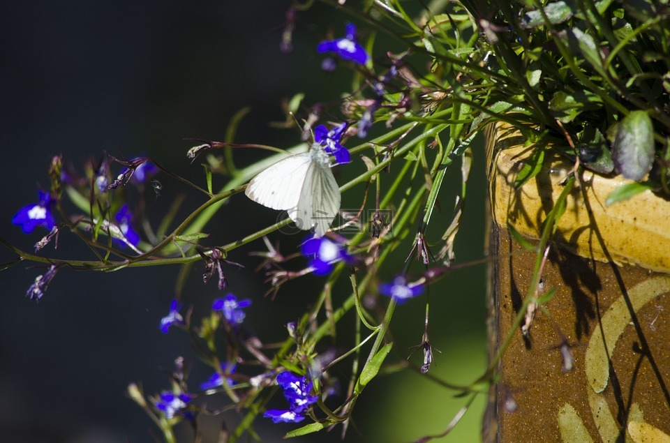 甘蓝白色的蝴蝶,蝴蝶,花园