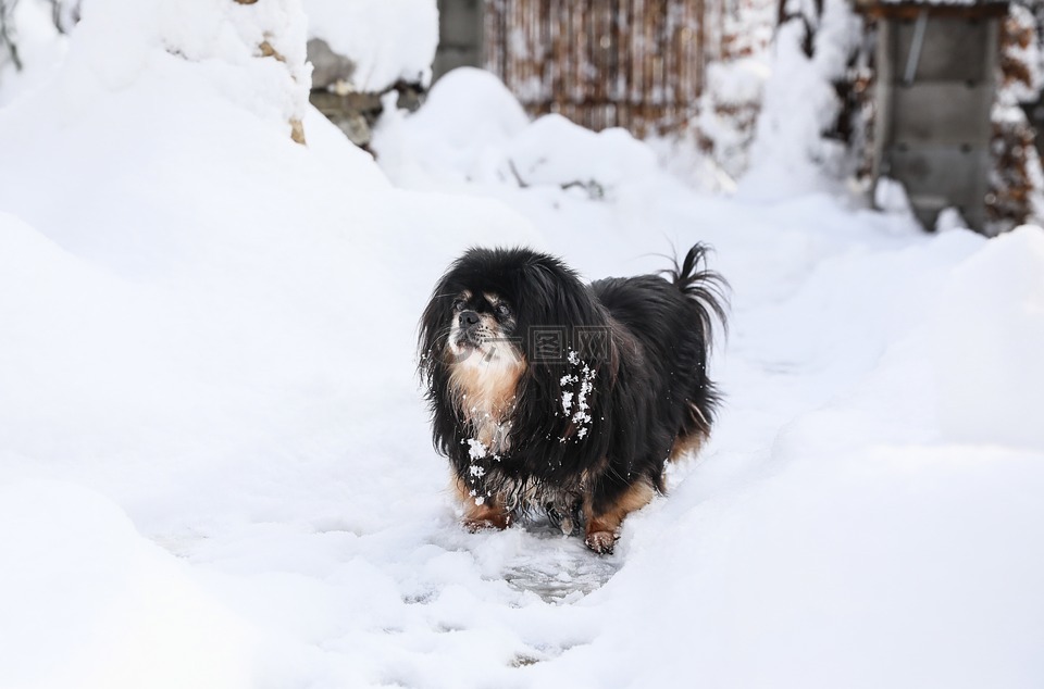狗,狗在雪地里,西藏的小猎犬