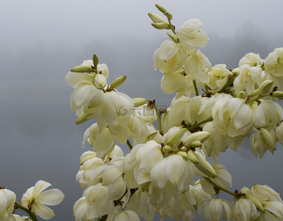 雨潮湿的兰花,晨雾,雾