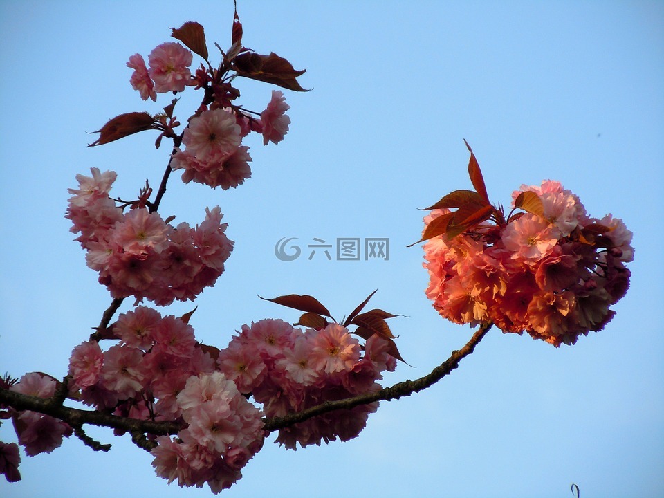 樱花,日本樱花树,粉红色