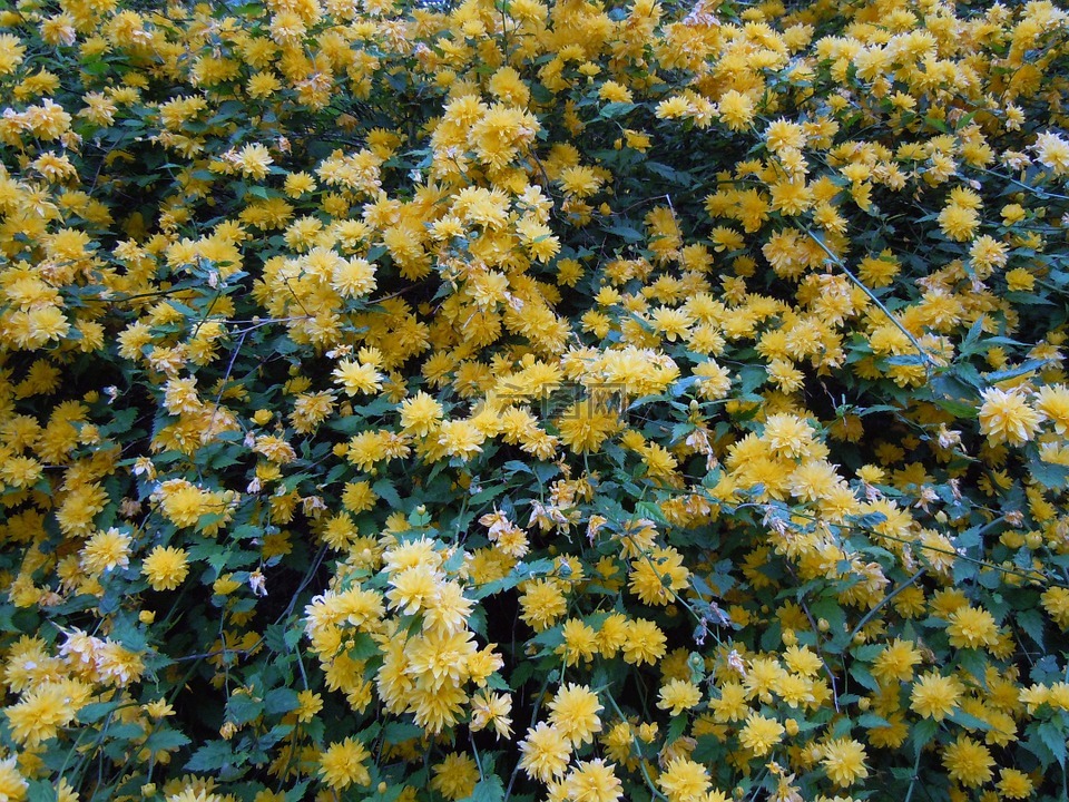 blütenmeer,拉南凯尔灌木,黄色