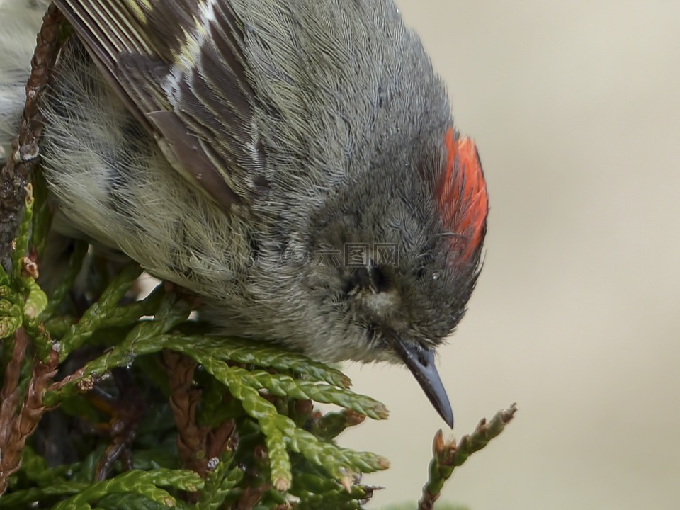 锈麻雀,麻雀,spizella passerina