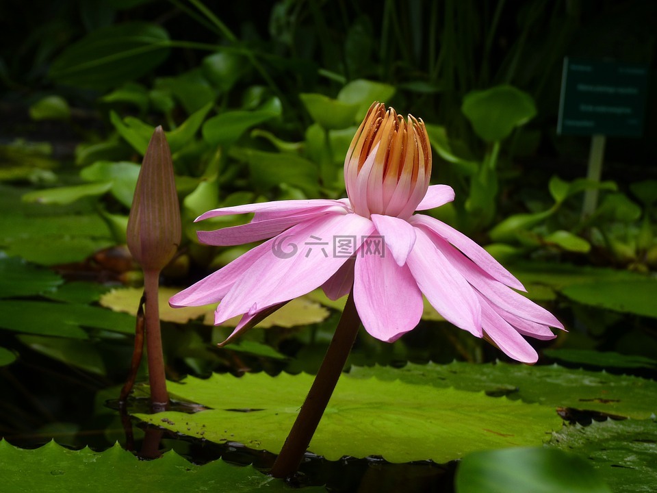 花卉,水厂,池塘