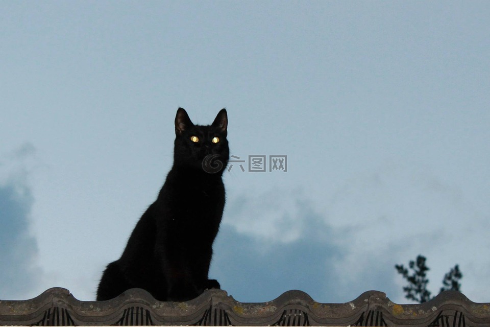 猫,在屋顶上,动物