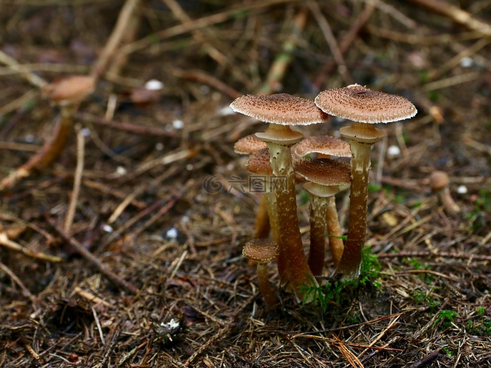 蘑菇,秋季,针森林地