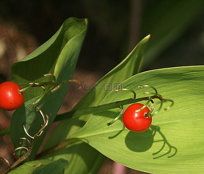 山谷的百合花,水果,秋