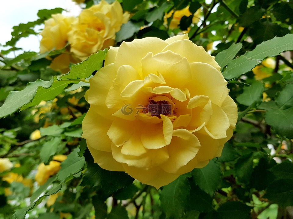 黄玫瑰,美丽,玫瑰