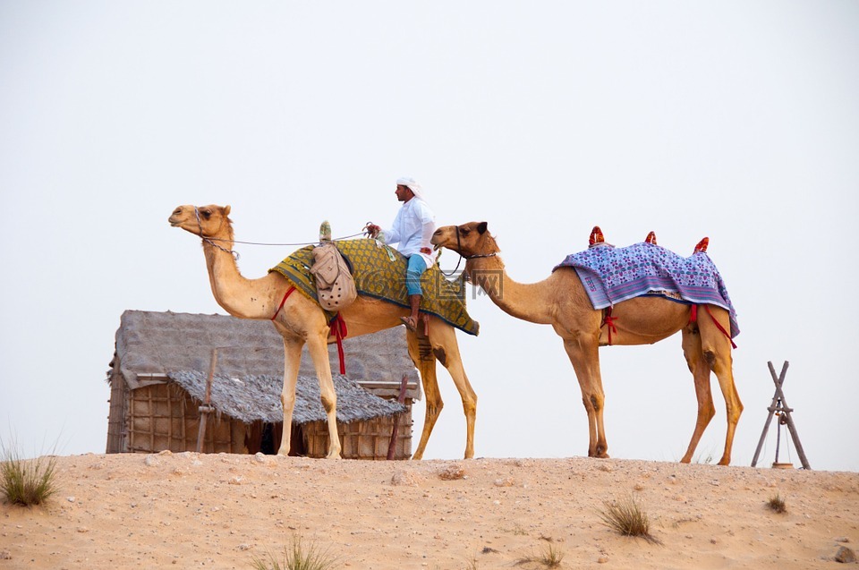沙漠,骆驼,迪拜