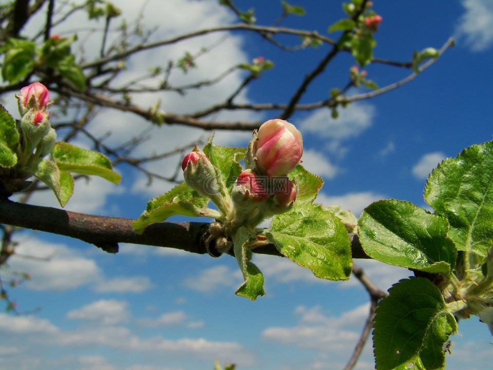 树上苹果,花蕾,春天