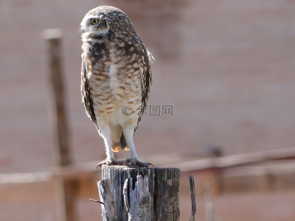 猫头鹰,狩猎,观察