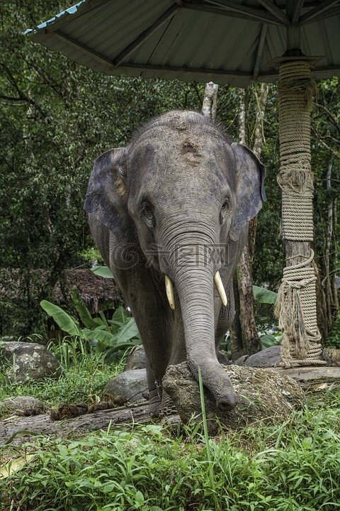 亚洲大象,大象小牛,泰国