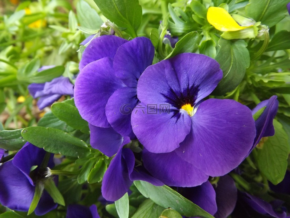 紫色,花卉,紫色的小花
