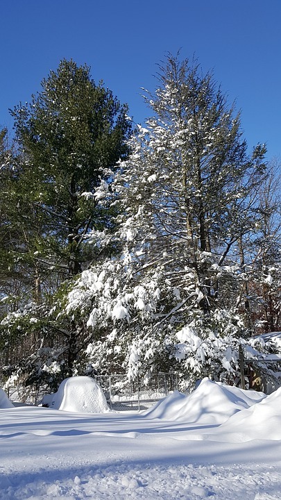 雪,冬天,松