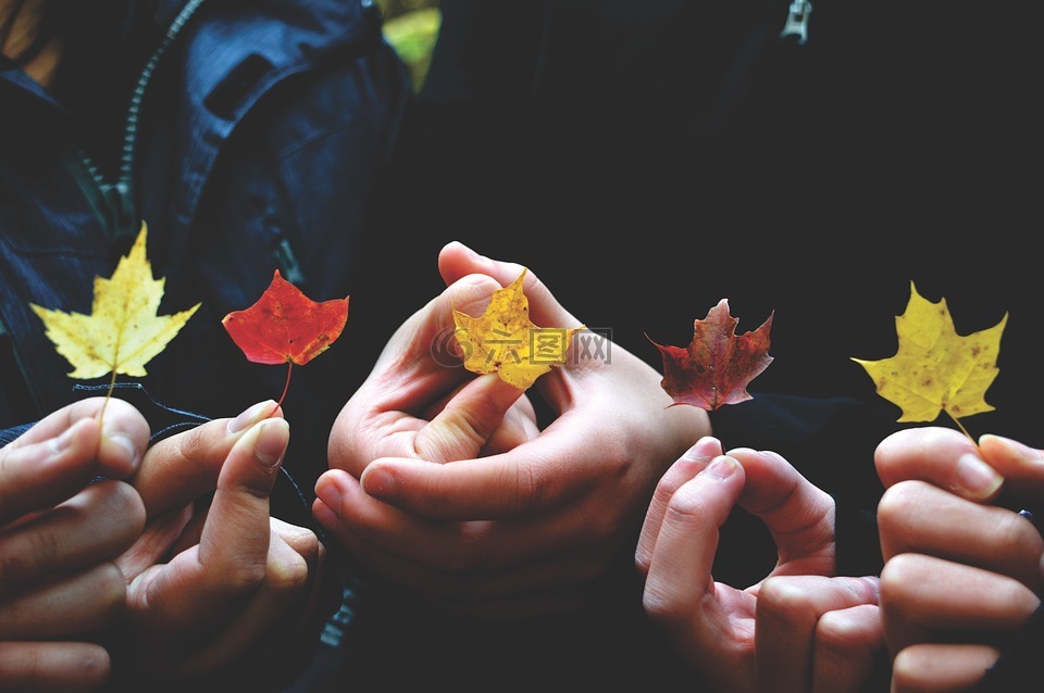 秋,秋天的树叶,颜色