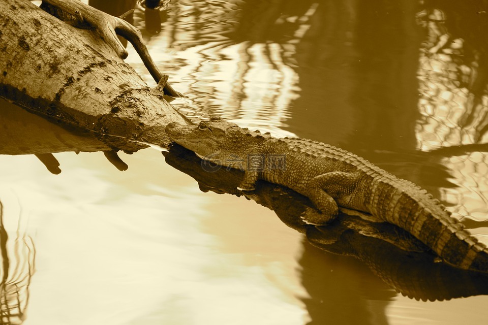 鳄鱼,爬行动物,gator