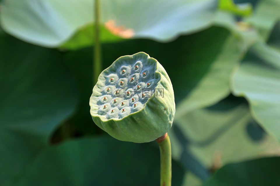 莲花水果,莲花,种子