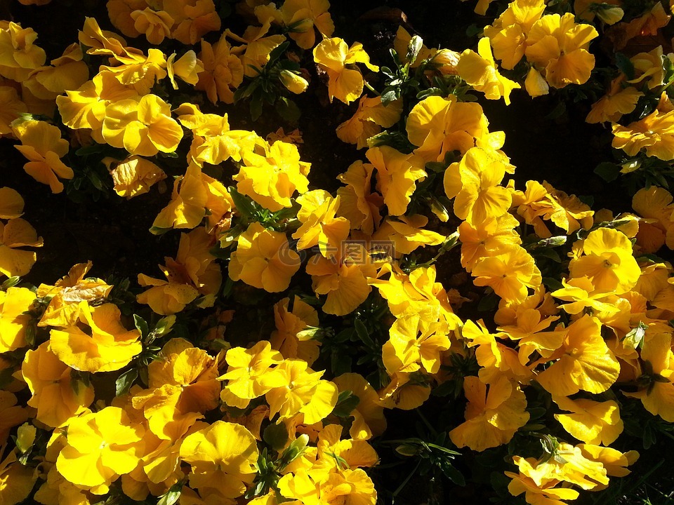 盛开,黄色,春天