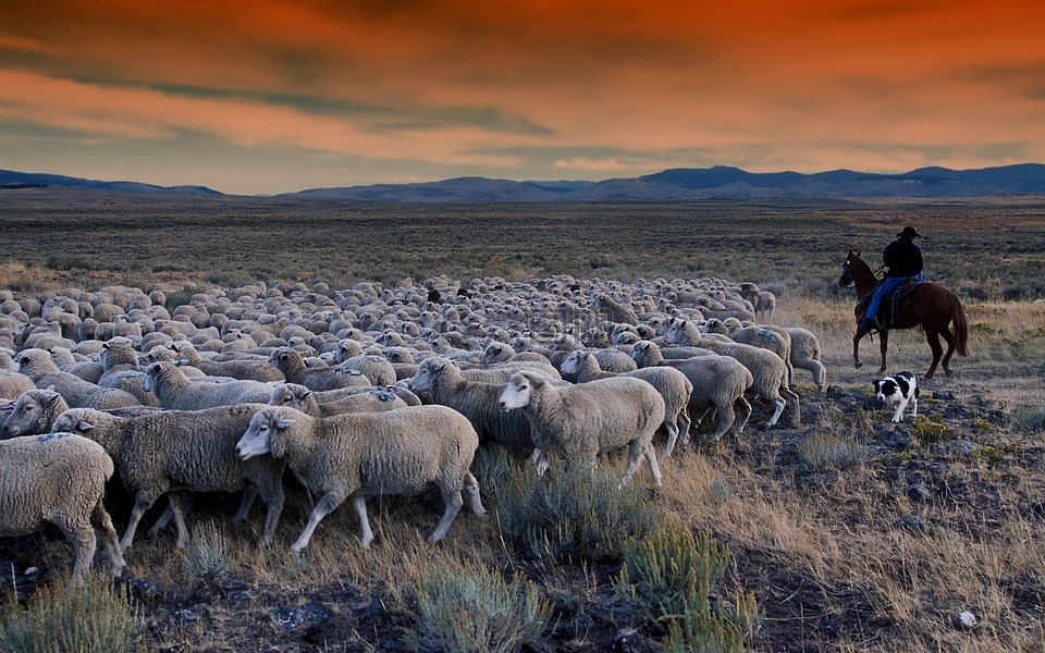 爱达荷州,放牧,羊