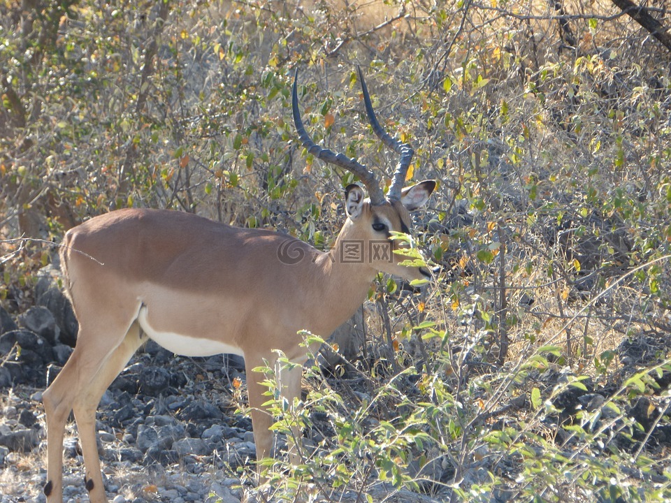 野生动物,黑斑羚羊,纳米比亚