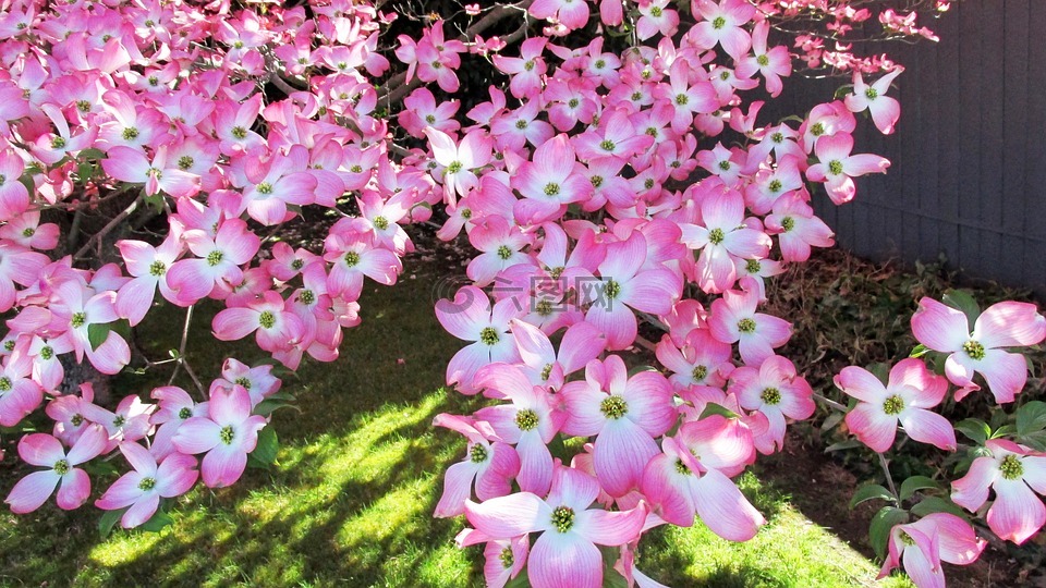 樹粉紅色鮮花