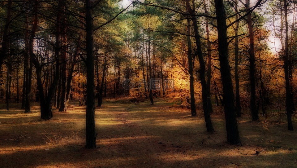 秋,森林,颜色