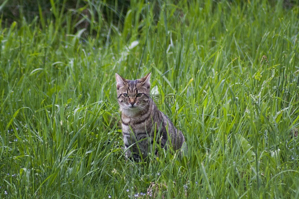猫,草地,春天