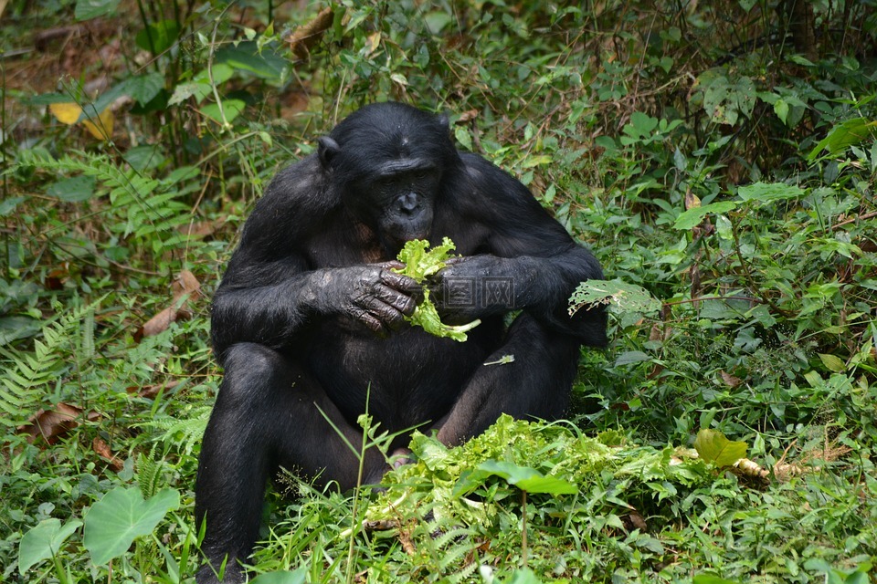 倭黑猩猩,灵长类动物,猿