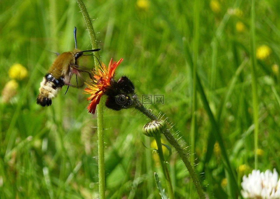 蜂鸟蛾,野生花卉,植物