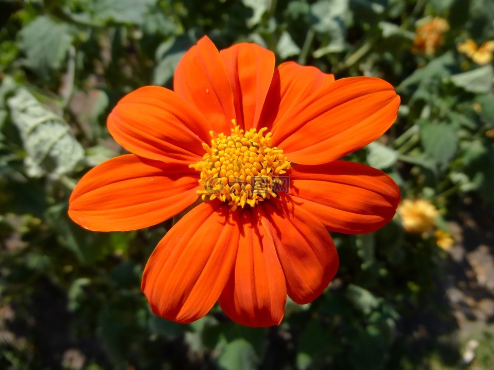 橙色的颜色,花卉,一年生花