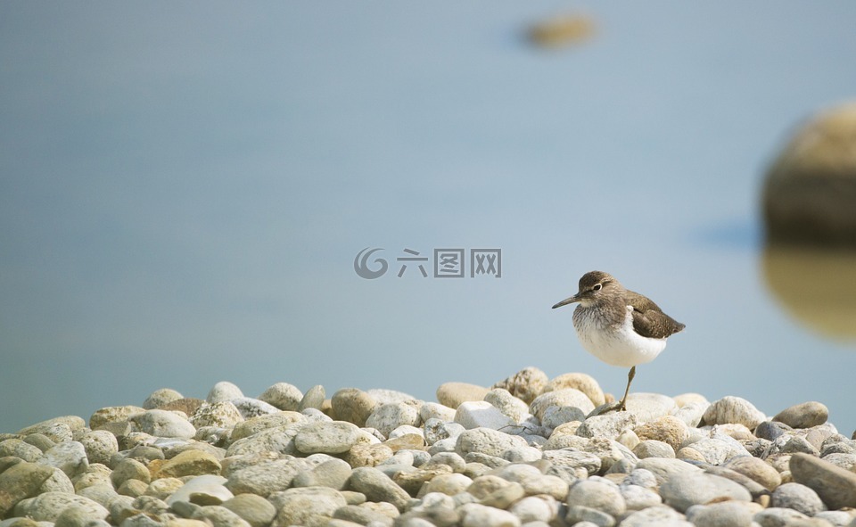 环颈鸻,鸟,鸟场