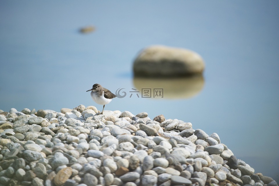 环颈鸻,鸟,鸟场