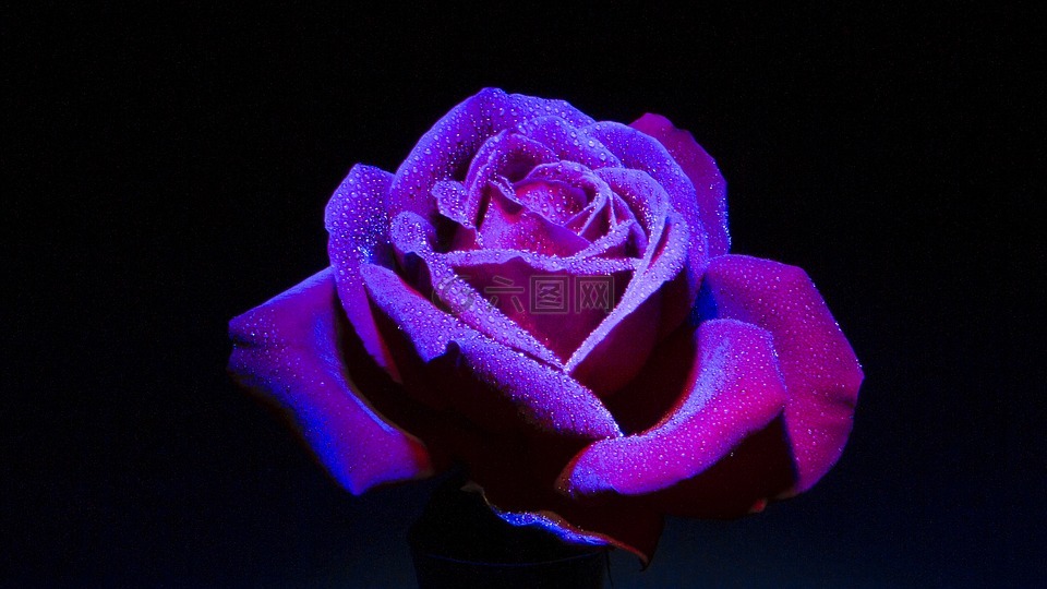 玫瑰,深色背景,花