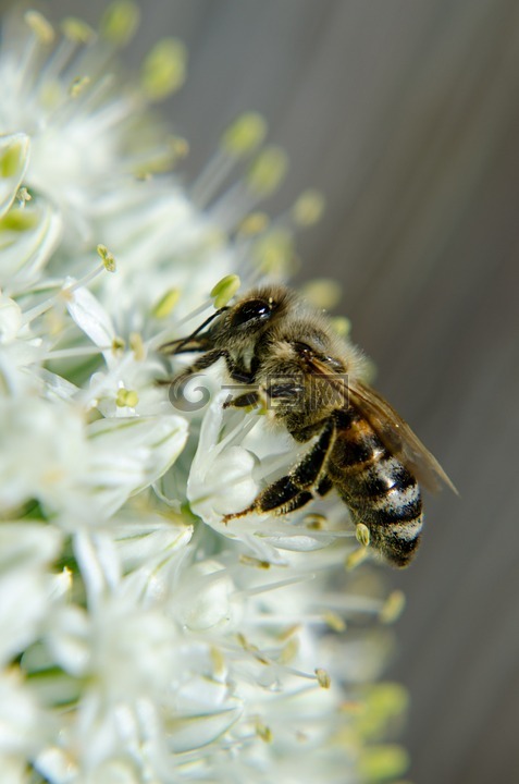 蜜蜂,昆虫,洋葱开花