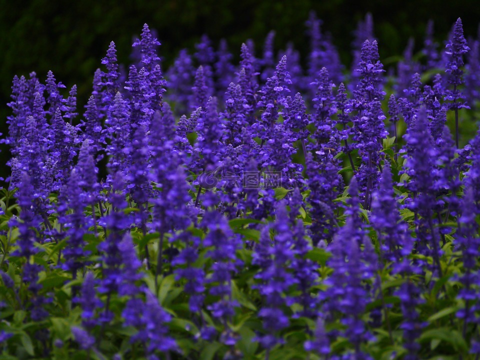 蓝鼠尾草,鲜花,蓝紫色