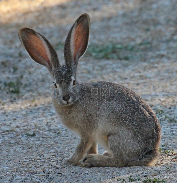 黑尾长耳大野兔 野生动物 自然高清图库素材免费下载 图片编号 六图网