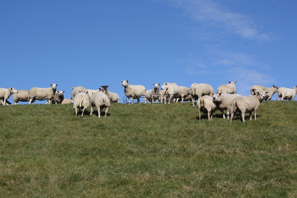 羊,一群,堤防工程高清图库素材免费下载(图片编号:6946260)
